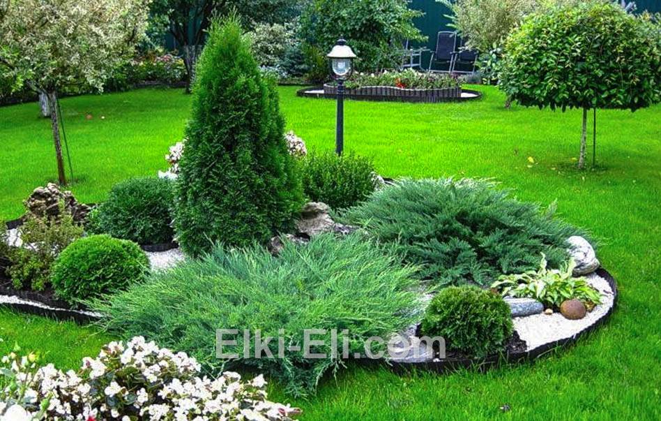Можжевельник казацкий в миксбордере