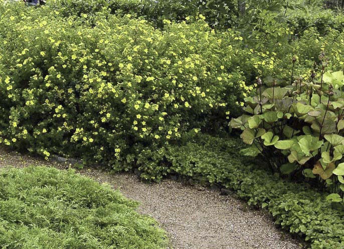 Лапчатка Goldfinger как живая изгородь Лапчатка Goldfinger как живая изгородь