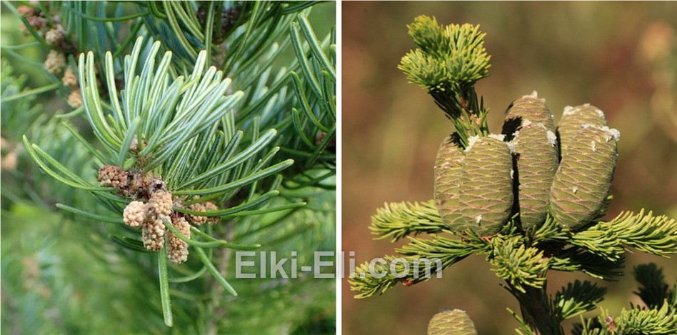 Пихта сибирская - хвоя и шишки