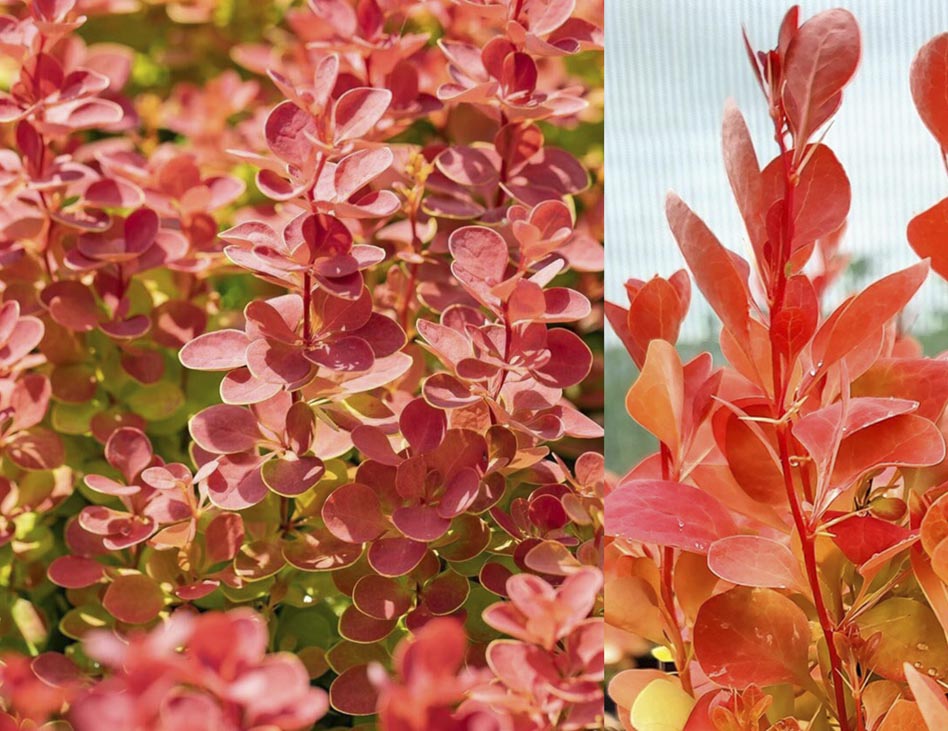 Фото листвы Барбариса Тунберга 'Orange ice'