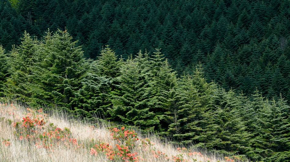 Лес норвежских елей.