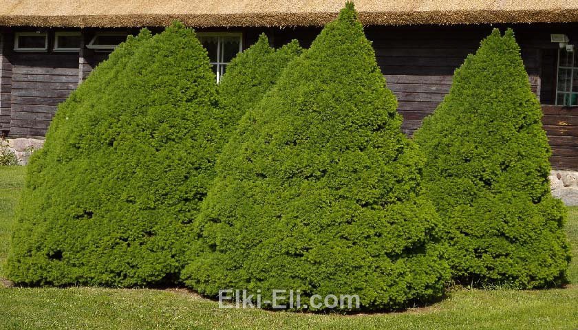 Ель коника в ландшафте Ель коника в ландшафте