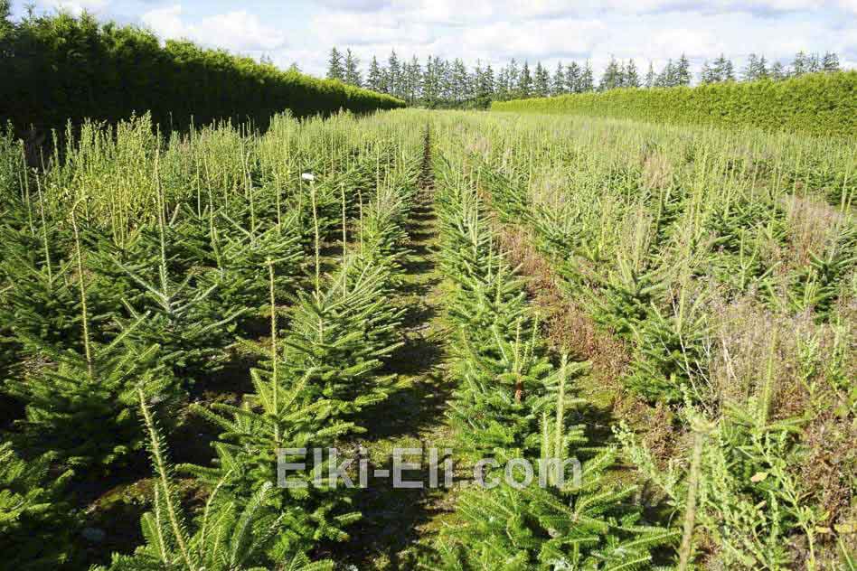 Саженцы Пихты Фразера в питомнике Саженцы Пихты Фразера в питомнике