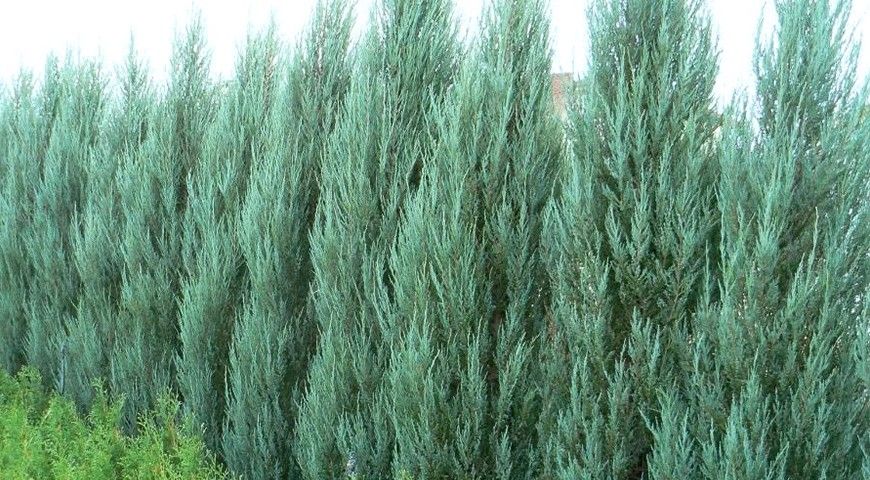 Живая изгородь из можжевельника Мунглоу