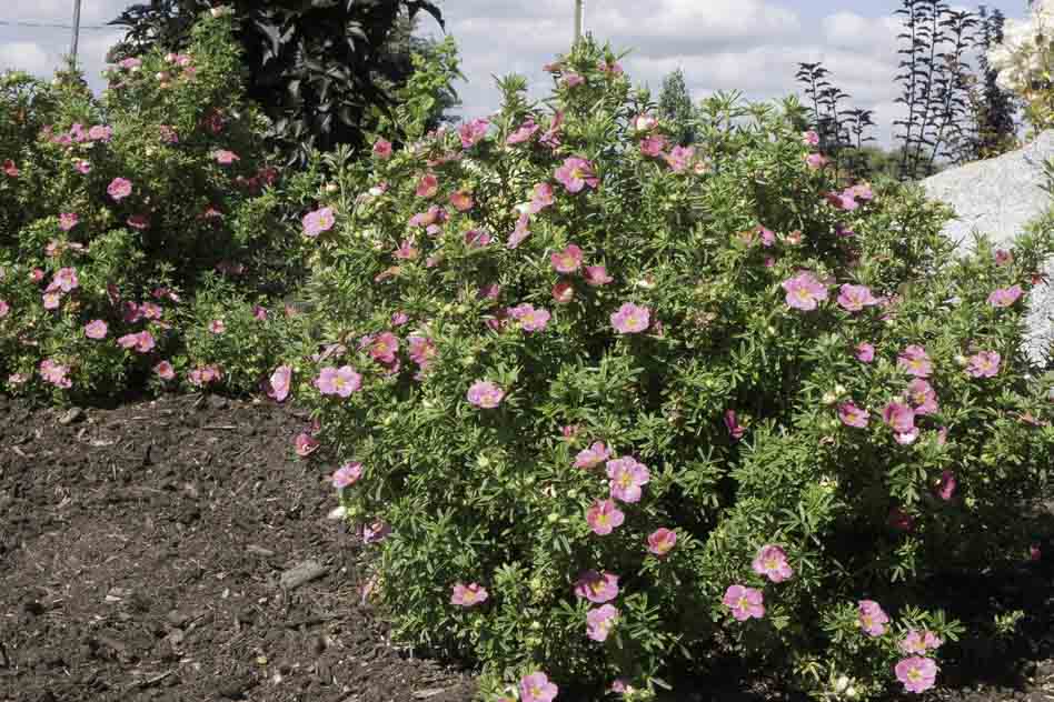 Лапчатка кустарниковая Bellissima в питомнике