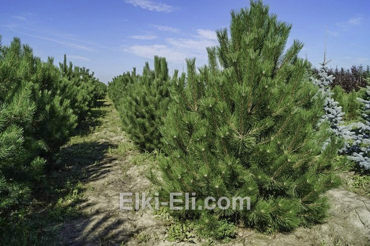 Сосна крымская в питомнике растений