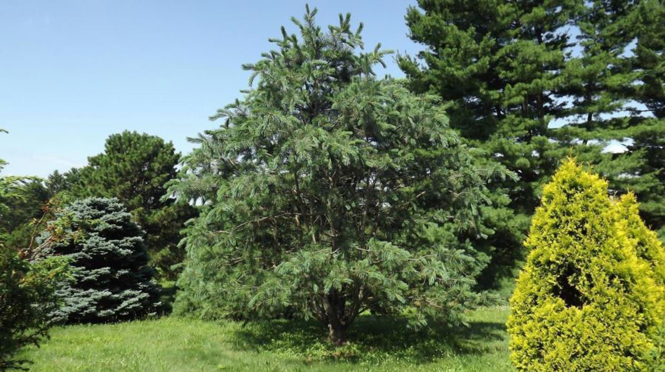 Сосна Румелийская Джеделло (Лат. Pinus peuce Jeddeloh)