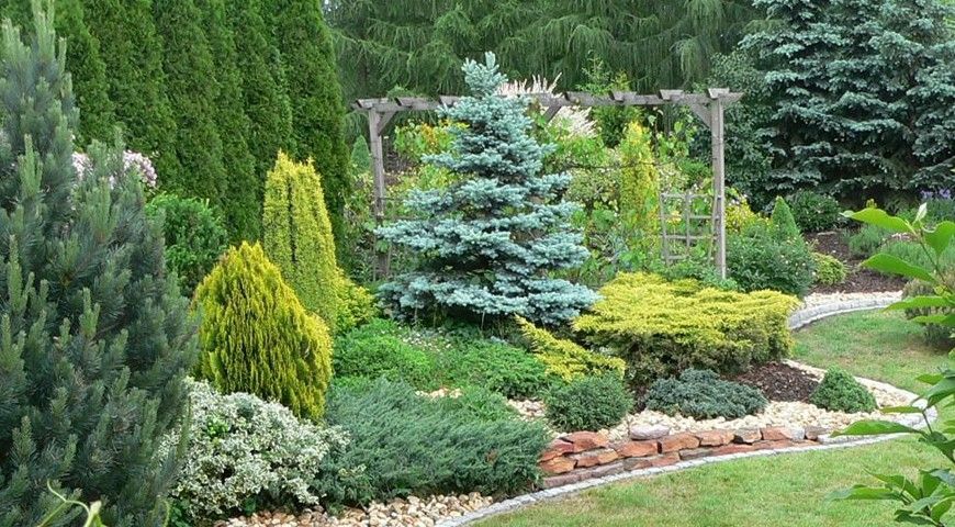 Ель Фат Альберт в ландшафтной композиции