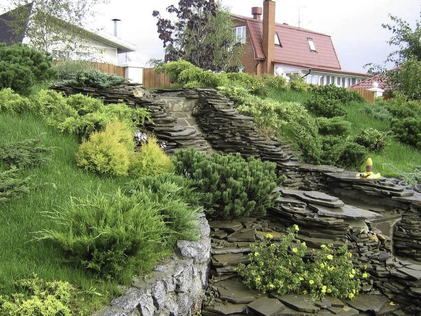 Лапчатка Limelight на декоративном склоне Лапчатка Limelight на декоративном склоне