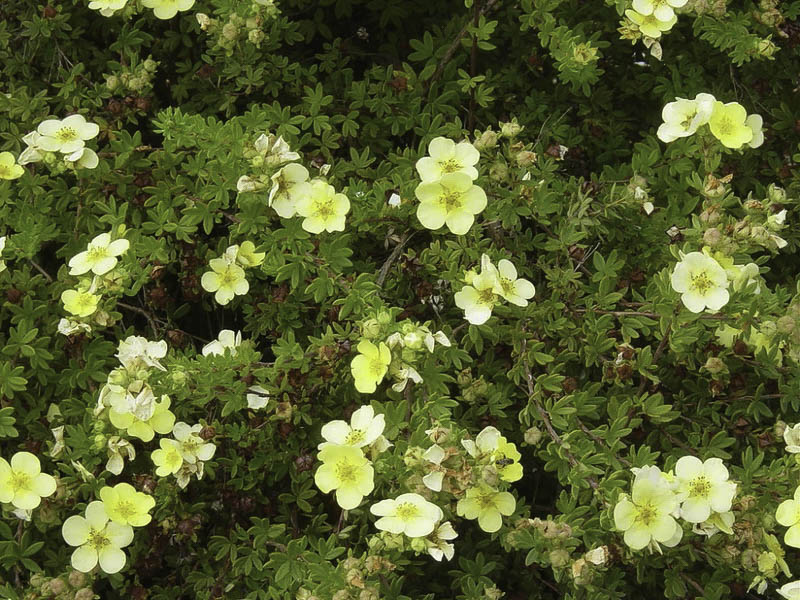 Лапчатка кустарниковая Limelight в дикой природе Лапчатка кустарниковая Limelight в дикой природе