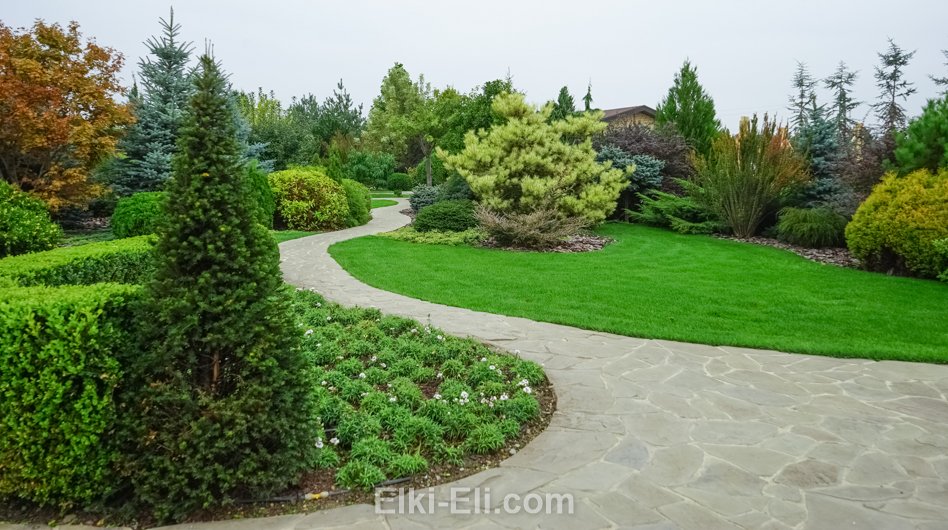 Ель норвежская в ландшафте.