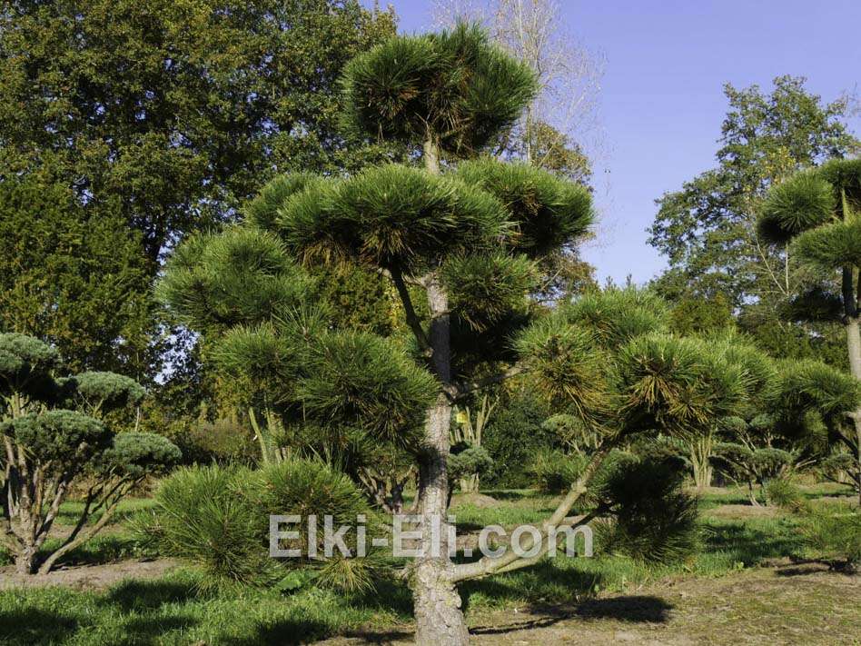 Пример использования сосны крымской в виде бонсая в ландшафтном дизайне