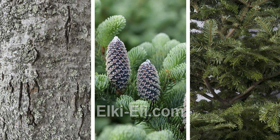 Кора, хвоя и шишки пихты Фразера Кора, хвоя и шишки пихты Фразера
