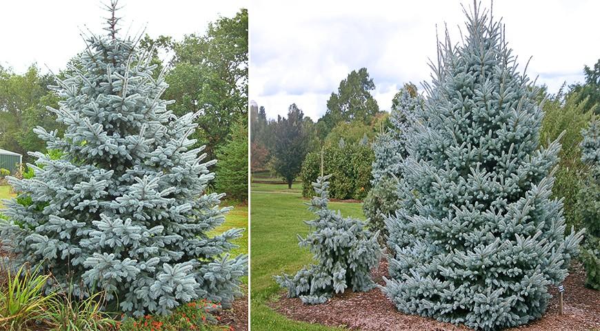 Ель колючая Фат Альберт в парке