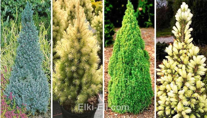 Ель коника Блю Вондер (лат. Picea glauca conica Blue Wonder), Гном (лат. Picea glauca conica Gnom), Лаурин (лат. Picea glauca conica Blue Wonder), Маиголд (лат. Picea glauca conica Maigold) Ель коника Блю Вондер (лат. Picea glauca conica Blue Wonder), Гном (лат. Picea glauca conica Gnom), Лаурин (лат. Picea glauca conica Blue Wonder), Маиголд (лат. Picea glauca conica Maigold)