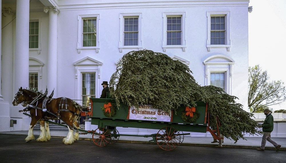 Доставка живой рождественской елки в Белый Дом