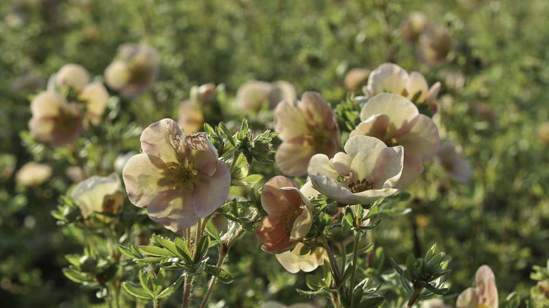 Цветы курильского чая Цветы курильского чая