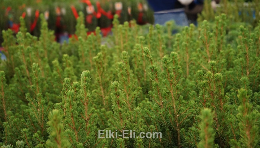 Ель коника: фото хвои Ель коника: фото хвои