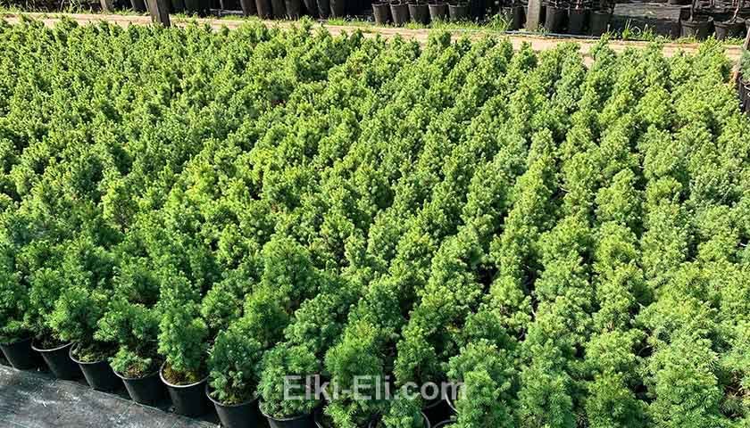 Ель коника в питомнике Ель коника в питомнике