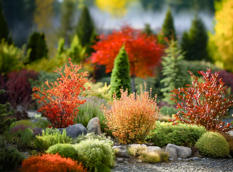 Барбарис Тунберга 'Orange ice' в осенней композиции