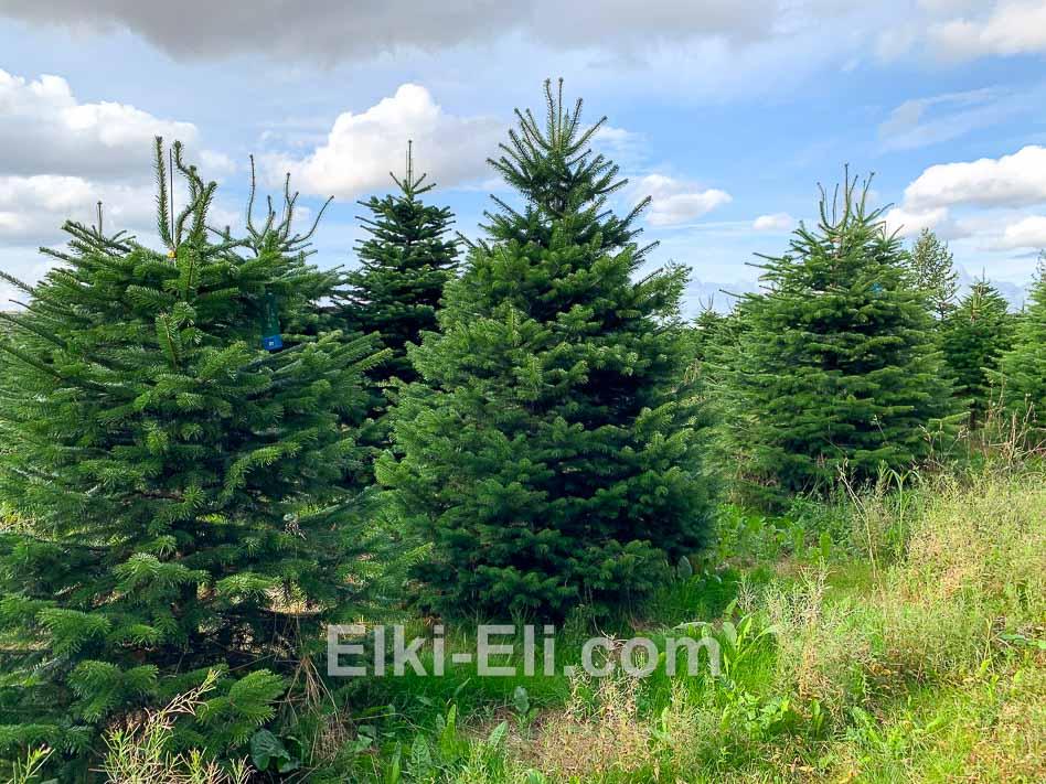 Ель Датская в питомнике