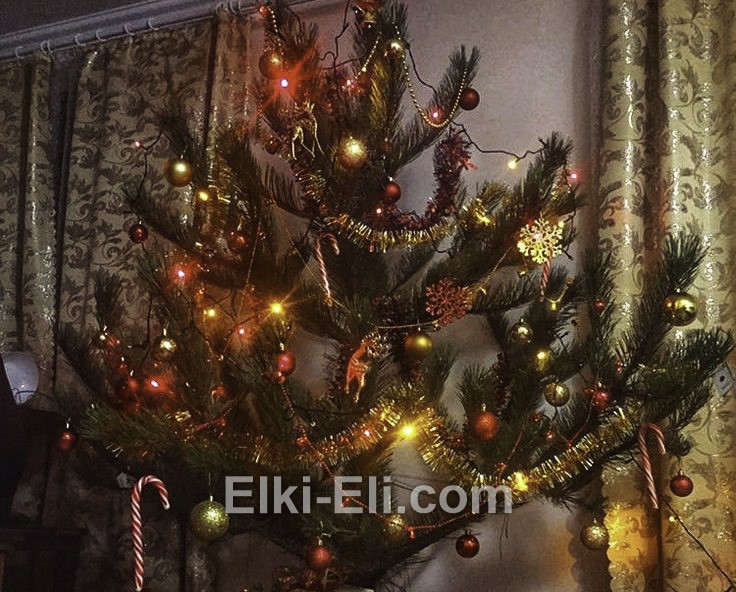 Встречайте уютные предновогодние вечера вместе с сосной русской