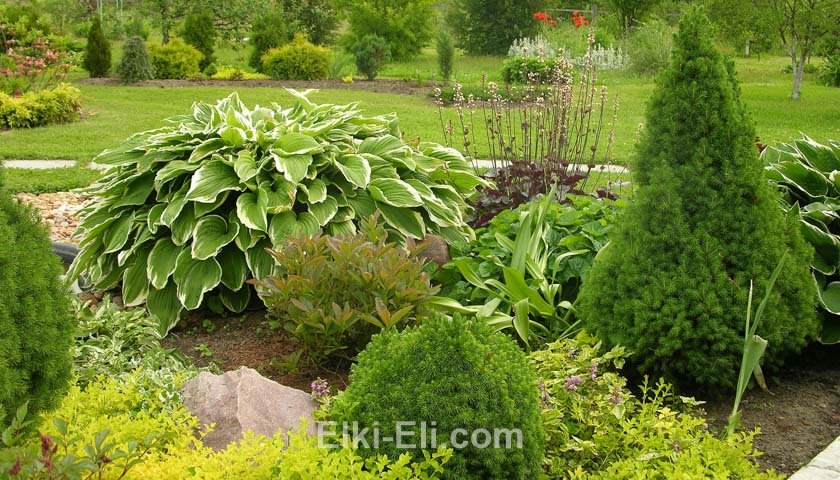 Ель коника высаженная на участке Ель коника высаженная на участке