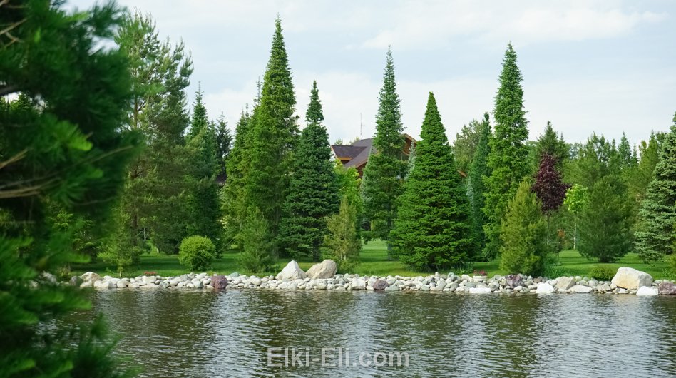 Лесной уголок на участке с водоёмом.