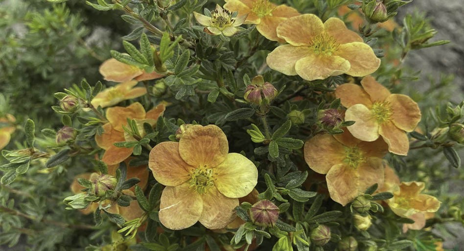 Цветы лапчатки кустарниковой Red Ace  Цветы лапчатки кустарниковой Red Ace