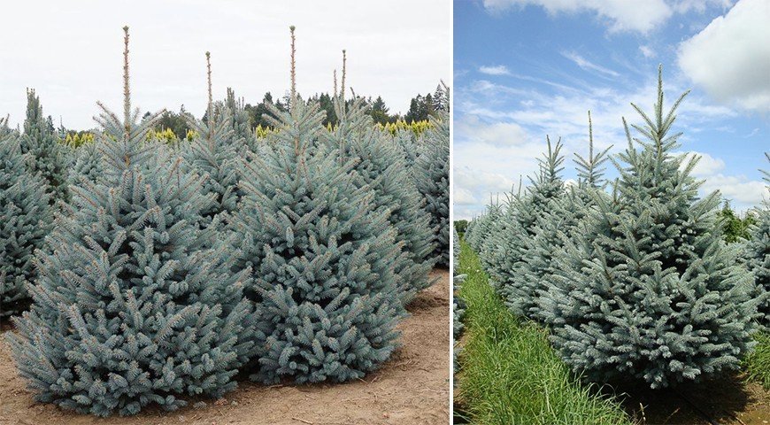 Ель колючая Фат Альберт - фото в питомнике