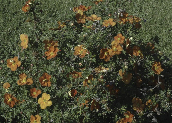 Лапчатка Marian Red Robin в дикой природе