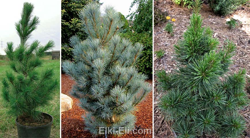 Сосна Румелийская Селект (Лат. Pinus peuce Select), Пасифик Блю (Лат. Pinus peuce Pacific Blue), Нана (Лат. Pinus peuce Nana)