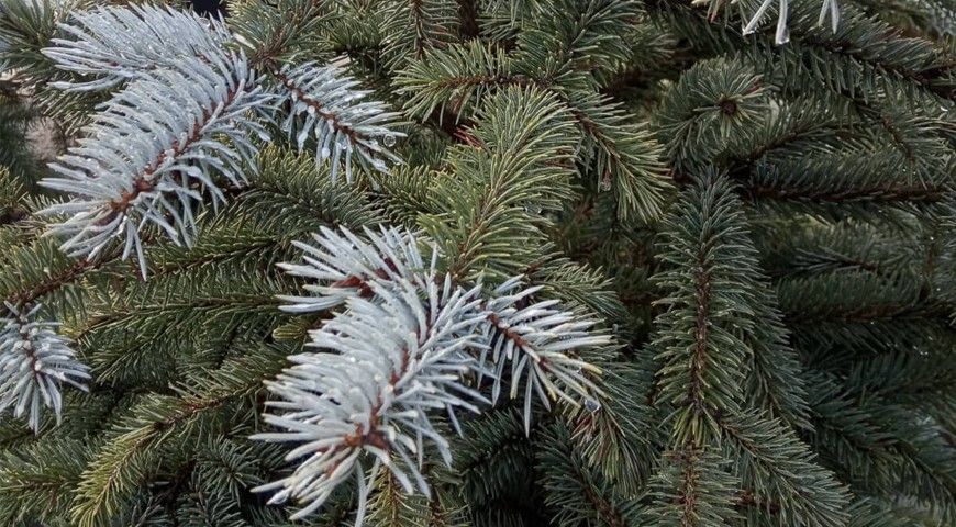 Ель колючая Фат Альберт: фото хвои