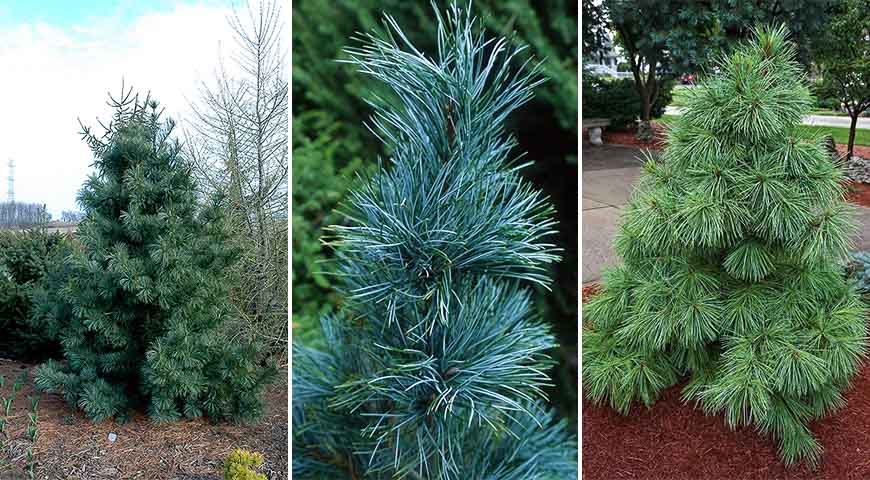 Сильверей (Лат. Pinus koraiensis Silveray), Моррис Блю (Лат. Pinus koraiensis Morris Blue), Нана (Лат. Pinus Koraiensis Nana).jpg