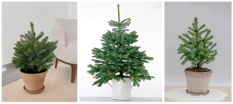 Плотная и красивая форма кроны маленьких елочек – часто результат целенаправленной работы специалистов.