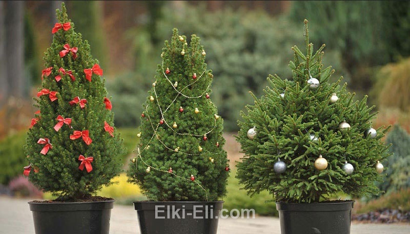 Ель коника в горшке в качестве новогоднего дерева Ель коника в горшке в качестве новогоднего дерева
