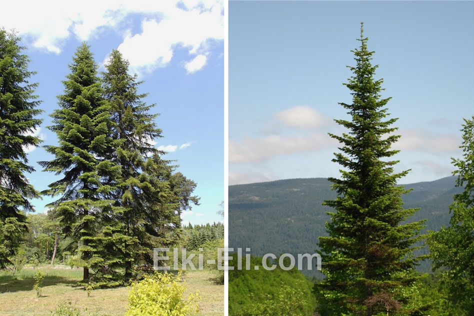 Пихта сибирская в естественной среде
