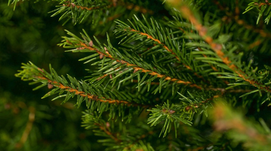 Хвоя ели норвежской.
