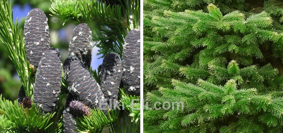 Хвоя и шишки Пихты Cкандинавской