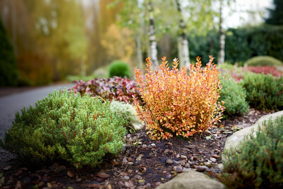 Рокарий с Барбарисом Тунберга 'Orange ice'