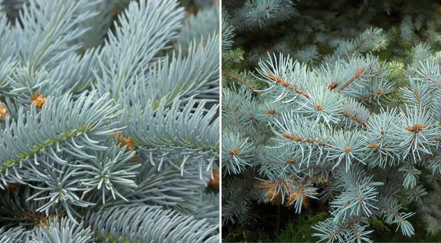 Ель колючая Эдит: фото хвои Ель колючая Эдит: фото хвои