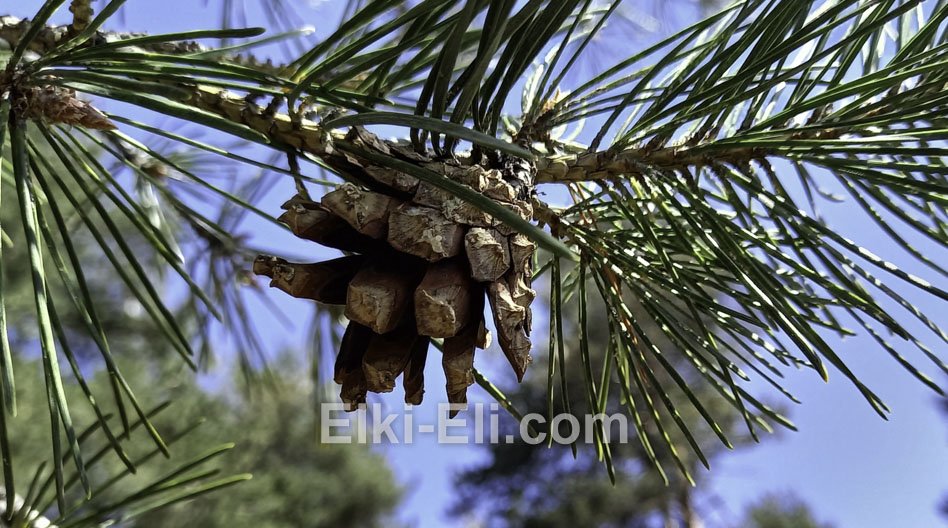 Хвоя и шишка сосны русской
