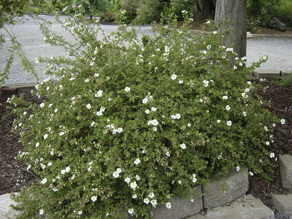 Лапчатка кустарниковая Abbotswood Лапчатка кустарниковая Abbotswood