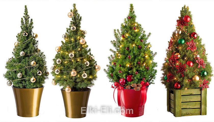 Ель коника в декоративном кашпо в качестве новогоднего дерева Ель коника в декоративном кашпо в качестве новогоднего дерева