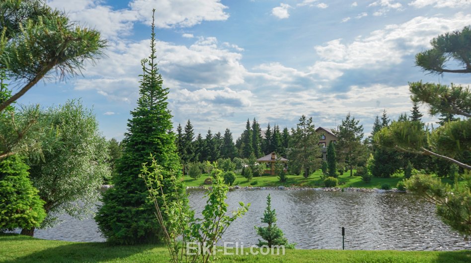 Ель норвежская на берегу водоёма.
