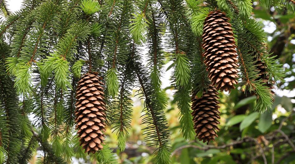 Шишки ели норвежской.