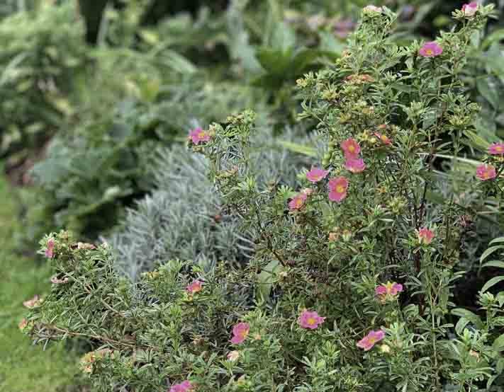 Лапчатка кустарниковая Bellissima в клумбе