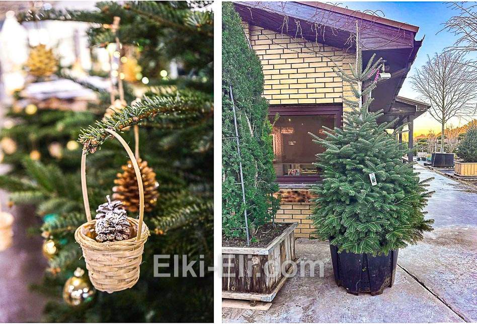 Лучшее Рождественское дерево – Ель Датская