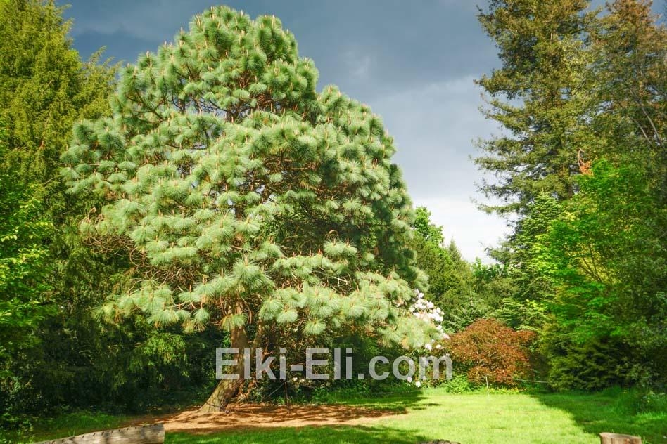 Сибирский кедр, как символ силы и долголетия в ландшафтном дизайне