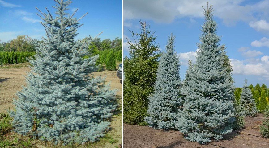 Ель голубая Эдит в питомнике Ель голубая Эдит в питомнике